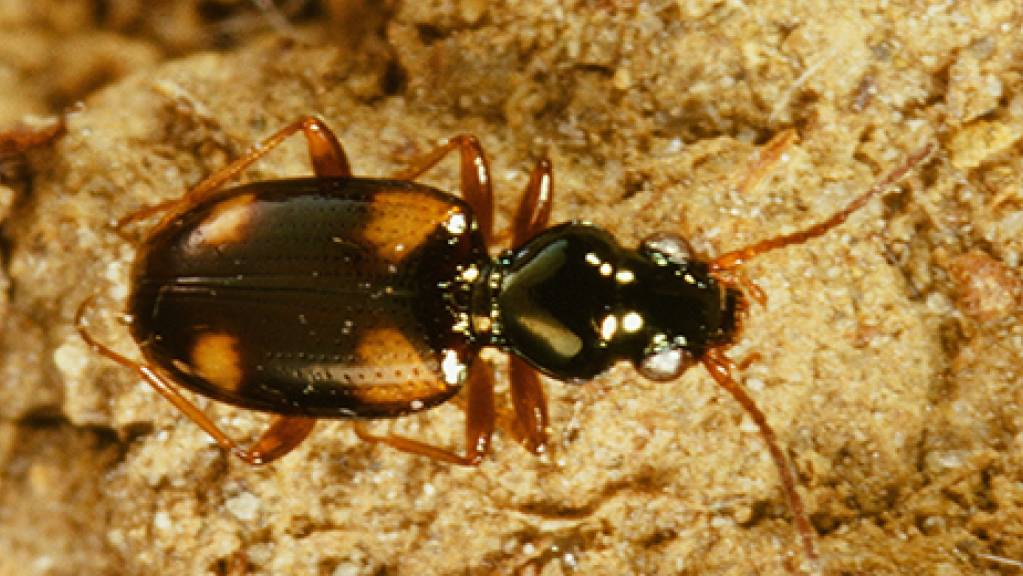 In einem Rapsfeld sind über hundert Käferarten entdeckt worden. Eine Artenvielfalt, die nach Einschätzung eines Experten für den Standort überraschend war.