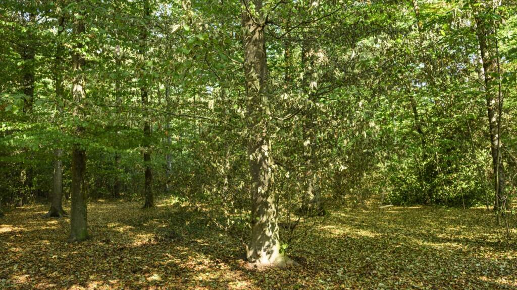 Im Kanton St. Gallen können die Grillstellen im Wald wieder genutzt werden. Dafür sorgten die Niederschläge der letzten Tage. (Archivbild)