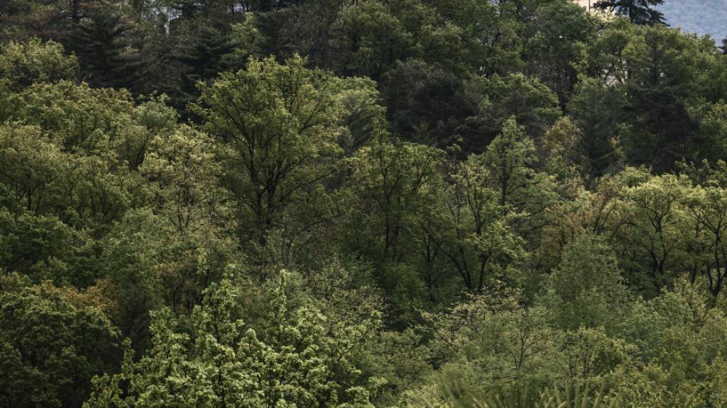 Das kleine, feine Literaturfestival «Eventi Letterari» bindet Elemente aus der Geschichte des Monte Verità (im Bild) in sein Programm ein. (Archivbild)