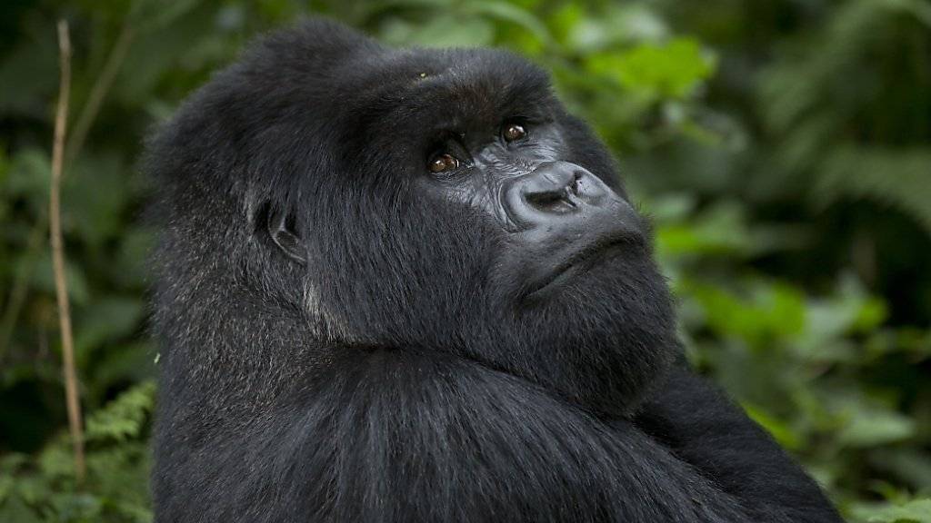 Ein 200 Kilogramm schwerer Gorilla hat in einem Zoo einen dreijährigen Jungen schwer verletzt, der in sein Gehege gestiegen ist. Das Tier wurde erschossen. (Symbolbild)