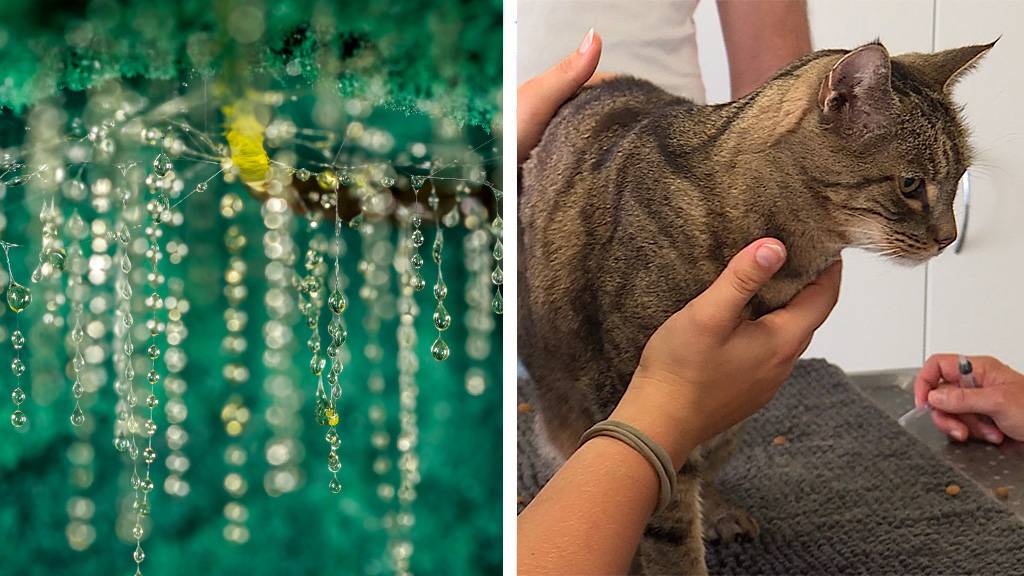 Gluehwuermchen / Nierenerkrankung bei Katzen