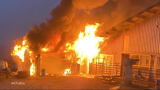 Bauernhofbrand in Beinwil: 16-Jähriger verletzt, 60 Kühe bleiben verschont