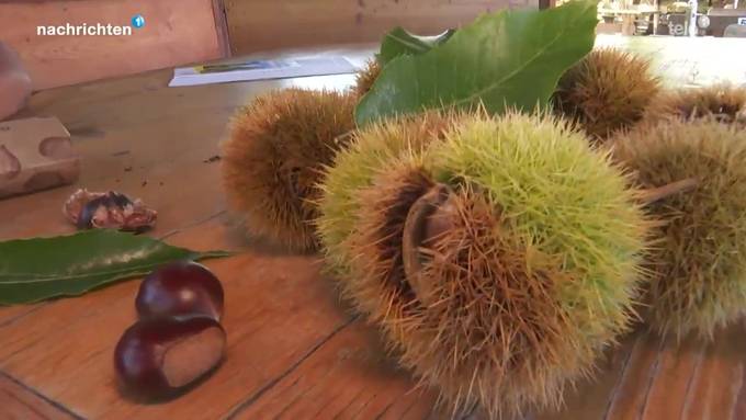 Herbstzeit ist auch Marronizeit