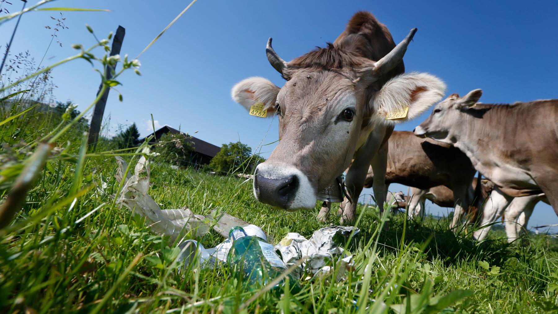 Abfall auf Wiesen stellt für Kühe eine Gefahr dar.