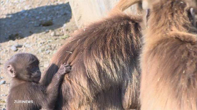 Babyglück: Affennachwuchs für Zoo Zürich