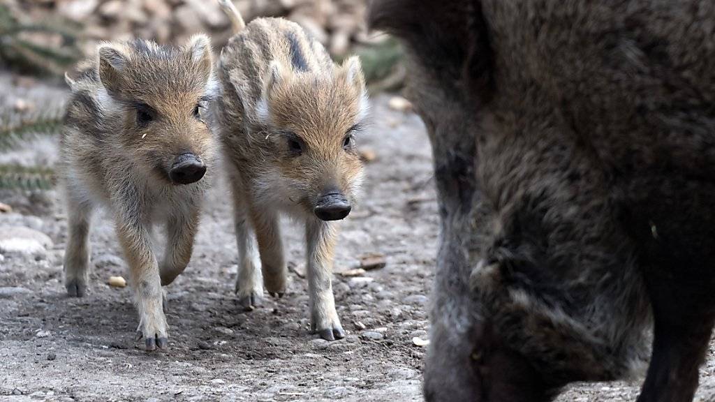 Wegen der Afrikanischen Schweinepest unter genauer Beobachtung: Wildschwein mit Frischlingen, hier im Zoo Basel. (Themenbild)