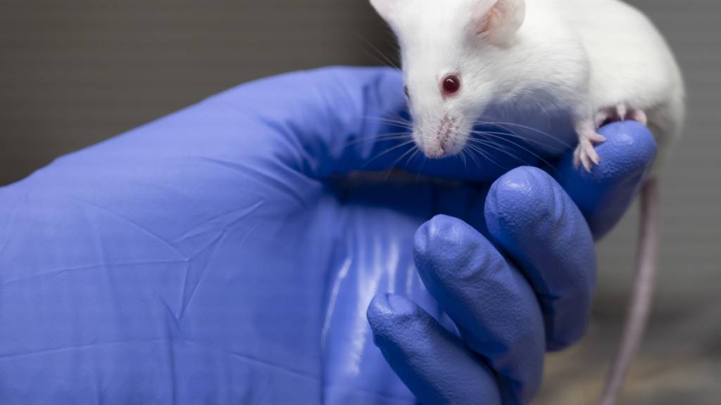 Gen-Therapie kehrt Gedächtnisverlust bei Mäusen um