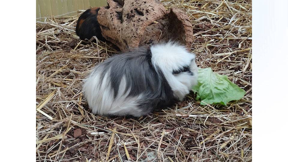 7 Zwerge – junge Meerschweinchen