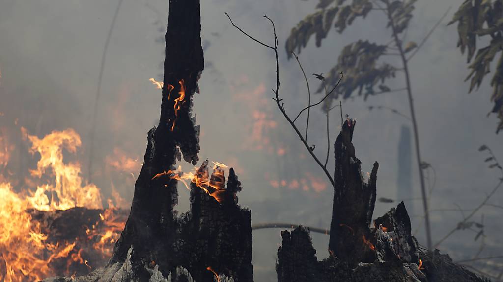 Die brasilianische Regierung will angesichts der verheerenden Waldbrände im Amazonasgebiet Brandrodungen in der Trockenzeit verbieten. " (Foto: Eraldo Peres/AP)