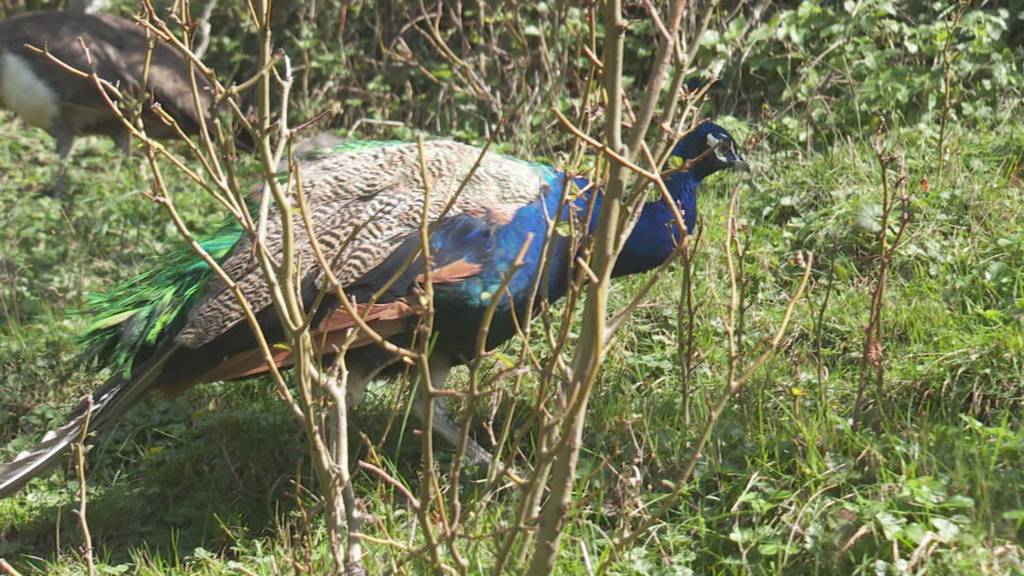 Ausgebüxter Pfau verliebt sich im Eichberger Gnadenhof