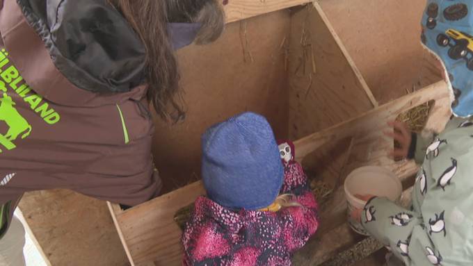 Bauernhof-Kita: Natur pur im «Chälbliland» in Amriswil