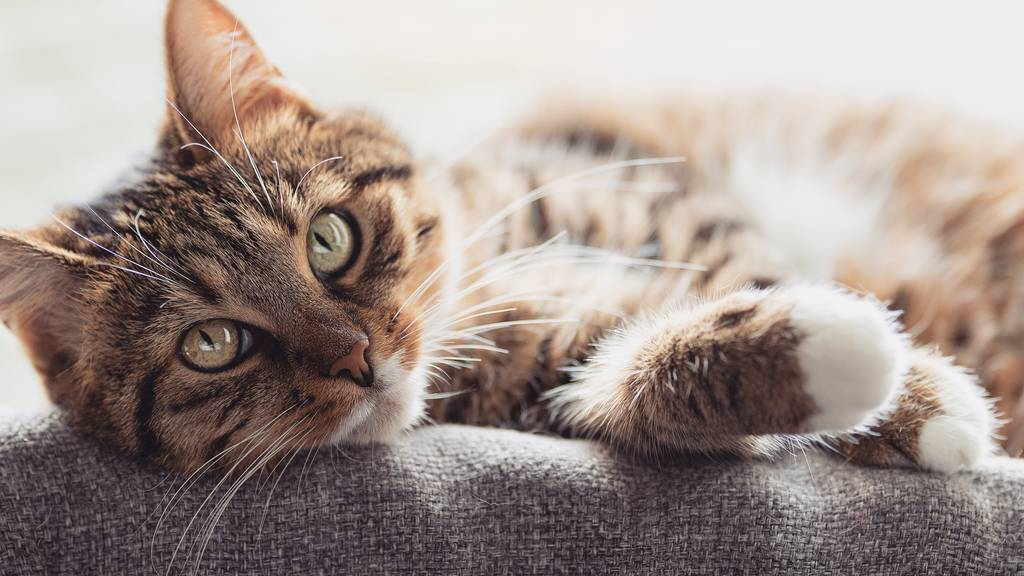 Katzen-Ausgangssperre beendet – Stubentiger dürfen wieder nach draussen