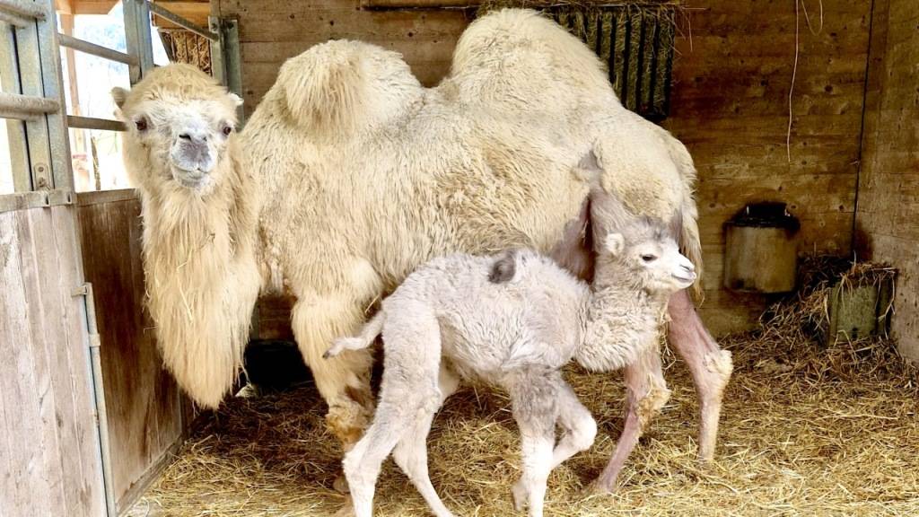 Kamelbub Batu mit Mutter Lara.