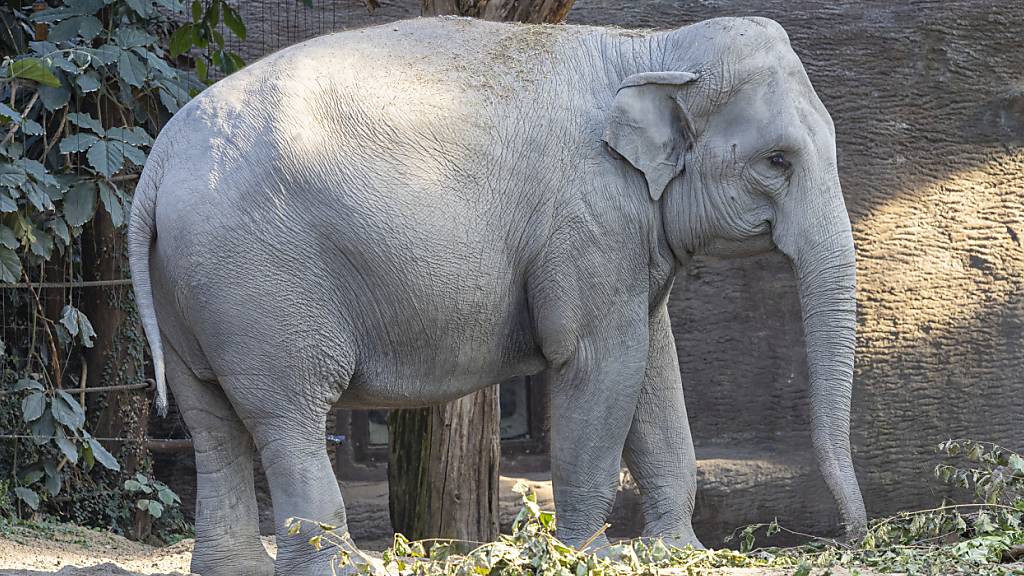 Elefantenkuh Farha vom Zoo Zürich ist trächtig