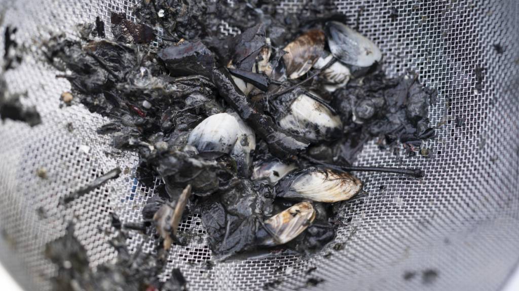 Die invasive Quaggamuschel ist bereits in vielen Schweizer Seen zu finden. (Archivfoto)