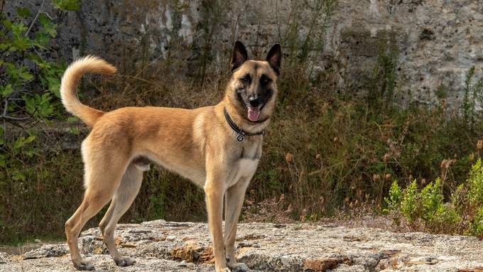 Ausserrhoder Polizeihund Jango findet vermisste Rentnerin (99)