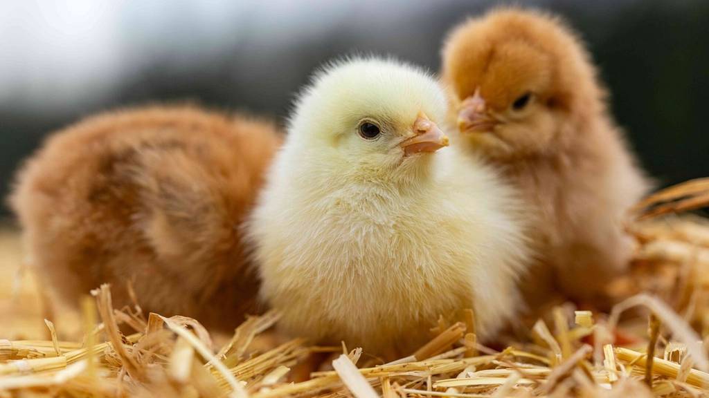Im Museum Luzern schlüpfen die Osterküken