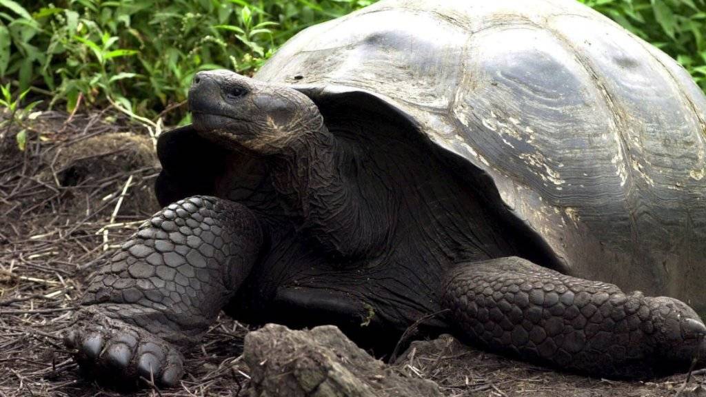 Riesenschildkröten mit einem runden Panzer können sich leichter wieder aufrichten, wenn sie auf den Rücken fallen. (Archiv)