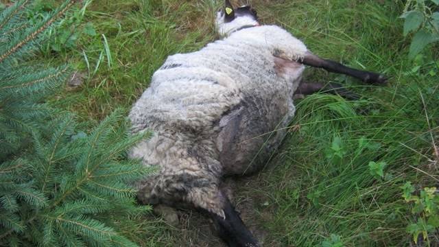 Hund reisst seltene Schafe in Auw