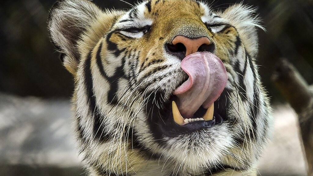 ARCHIV - Ein bengalischer Tiger. Foto: CHE-RSK/PTI/dpa/Archiv