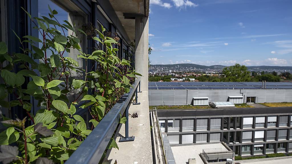 Eine der umgesetzten Massnahmen zur Hitzeminderung in der Stadt Zürich: die Vertikalbegrünung beim Stadtspital Triemli. (Archivbild)