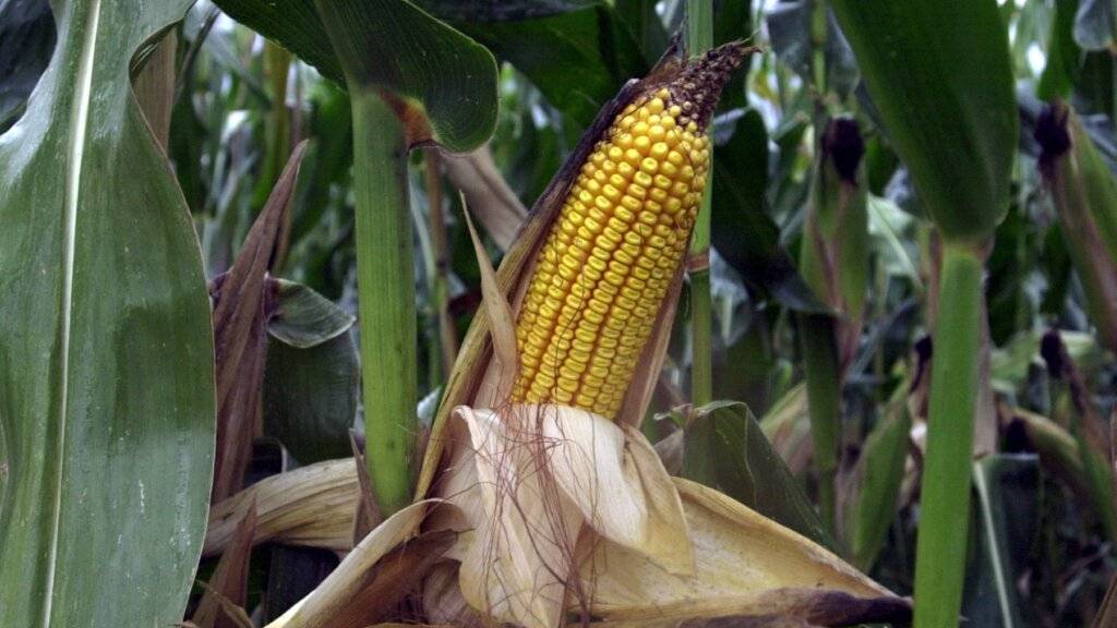 Ein Maiskolben in einem vom Maiswurzelbohrer betroffenen Maisfeld. (Symbolbild)