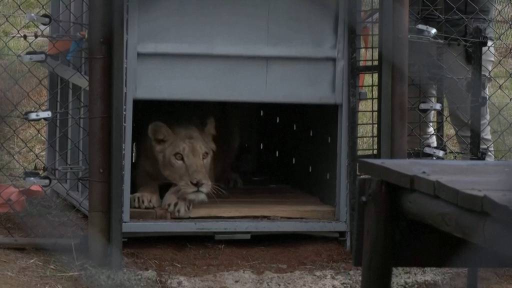 Leidgeplagte Löwen aus dem Sudan bekommen neues Zuhause