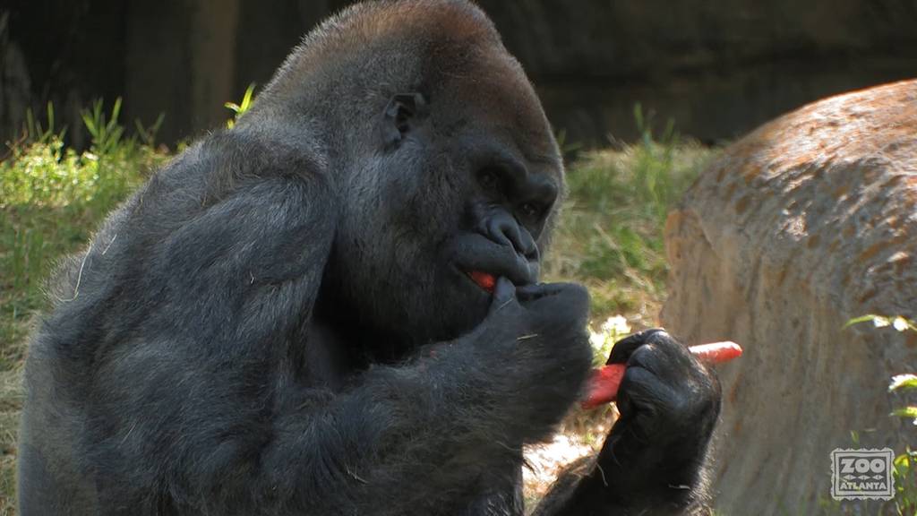 Im Alter von 61 Jahren: Ältester männlicher Gorilla der Welt gestorben