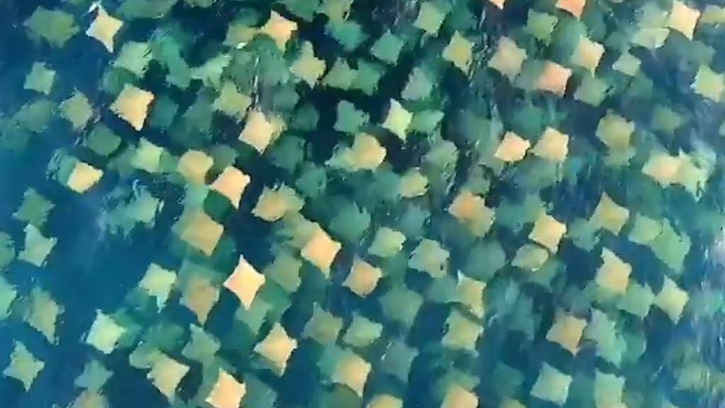 Rochen schwimmen in Formation