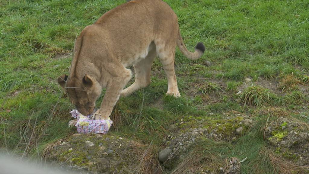 Tierische Bescherung – Kinder beschenken Löwen und andere Tiere im Walter Zoo