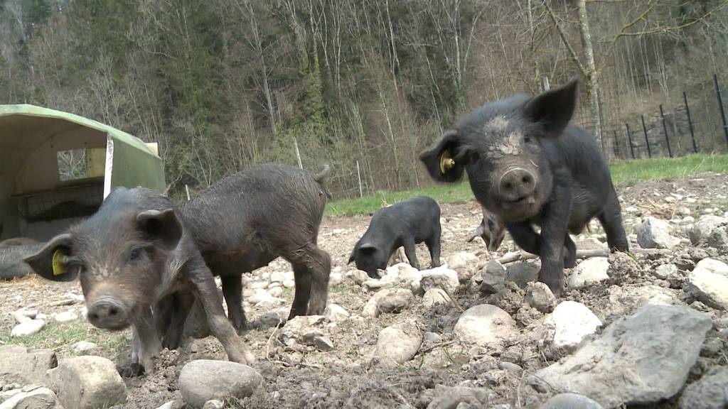 Schwarzes Alpenschwein