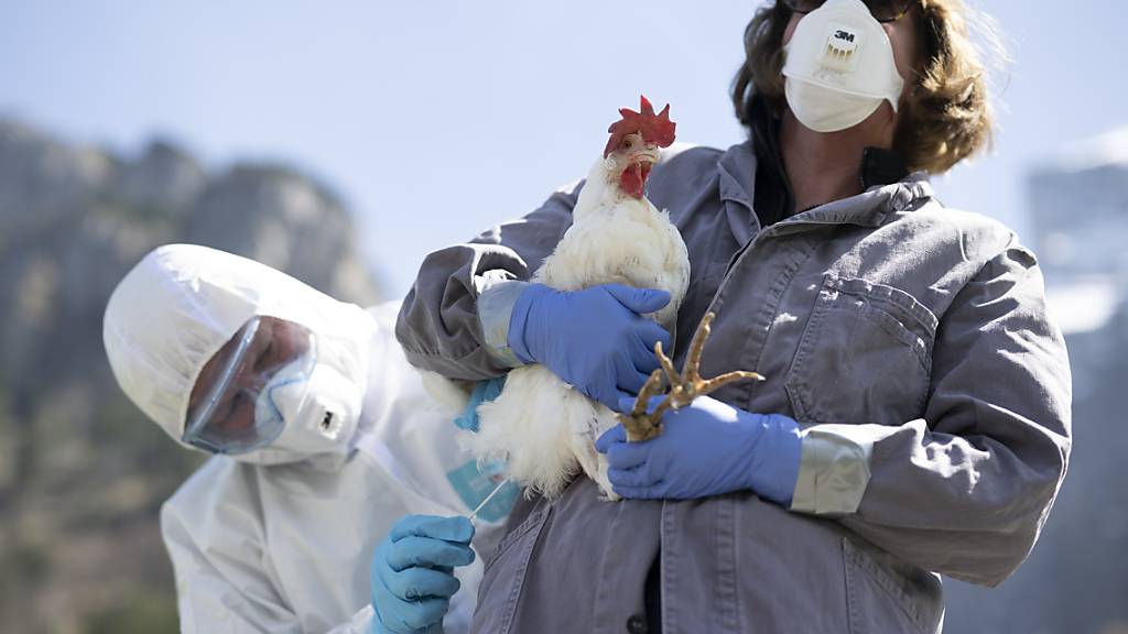 Einem Huhn wird während einer Übung ein Abstrich genommen. (Symbolbild)