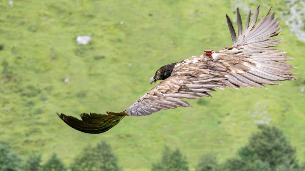Mitte August ist ein Bartgeier in Linthal wieder in die Freiheit entlassen worden. Das stark geschwächte Tier wurde seit Anfang April aufgepäppelt.