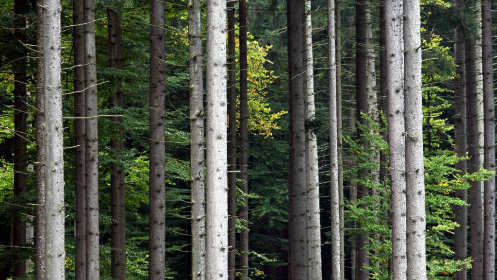 Holz ist derzeit sehr gefragt - davon profitieren die Waldbesitzer. (Symbolbild)