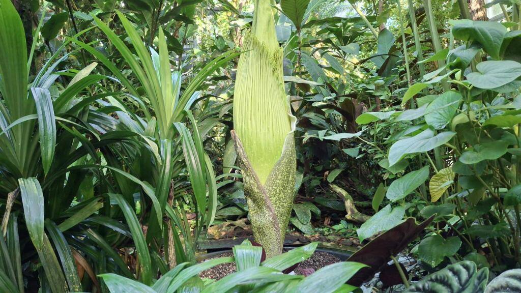 Ein spektakuläres Naturereignis kündigt sich im Botanischen Garten der Universität Basel an: Die Titanzwurz steht kurz vor der Blüte.