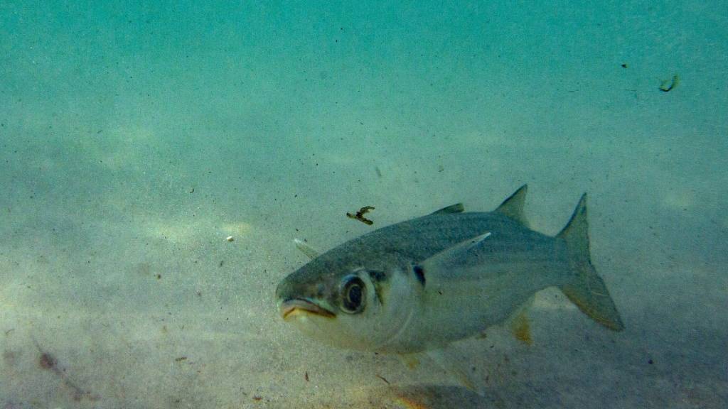 Pro Minute gelangt im Durchschnitt eine volle Müllwagen-Ladung Plastik in die Weltmeere und treibt im Wasser. Ein grosser Teil davon sinkt auf den Meeresgrund. (Archivbild)