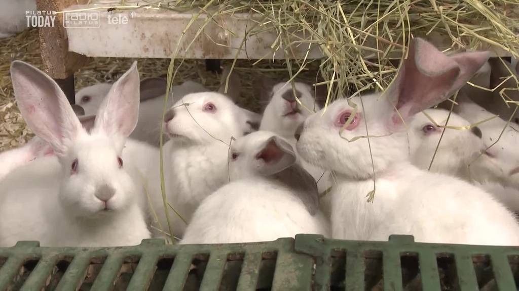 «Ich könnte nie Häsli essen» – Konsum von Kaninchenfleisch hat sich halbiert