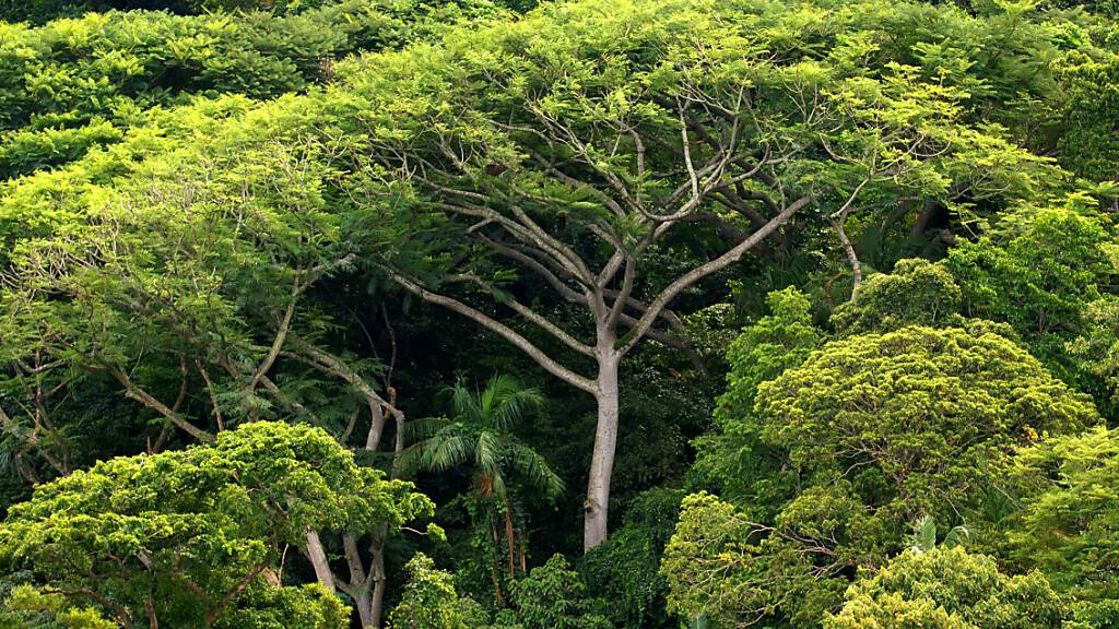 Brasilien: Abholzung des Amazonaswaldes geht auf Rekordniveau weiter