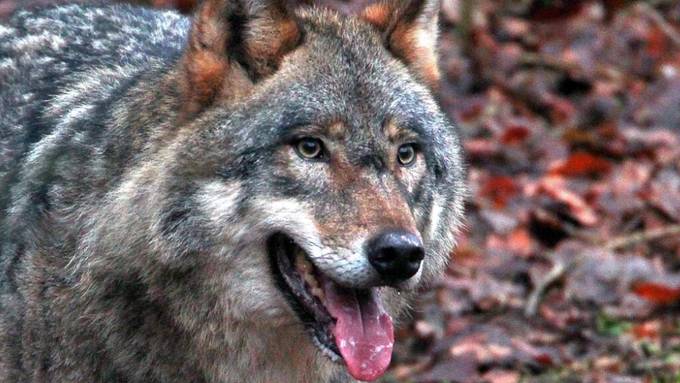 Glarner Wolfsrudel dürfte im Winter auch in Dorfnähe aufkreuzen