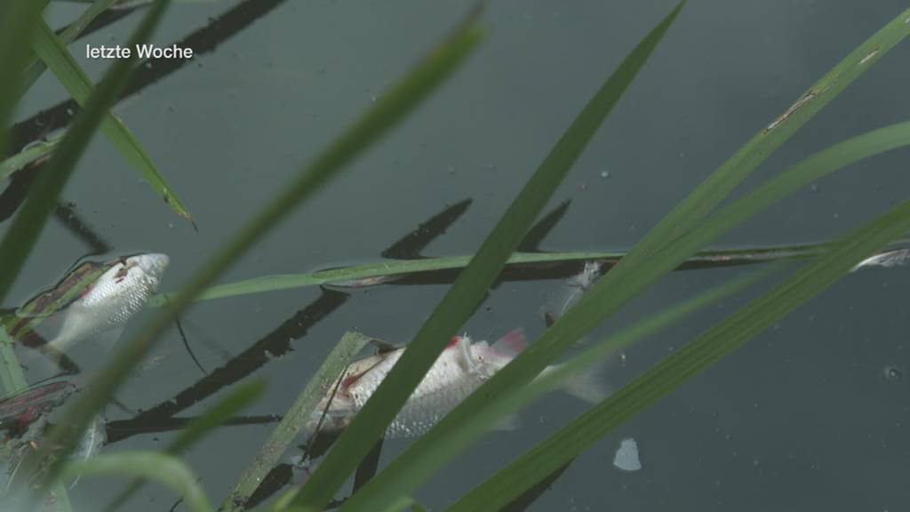 Fischsterben in St.Gallen: So werden die weiteren Tiere im Nestweiher gerettet
