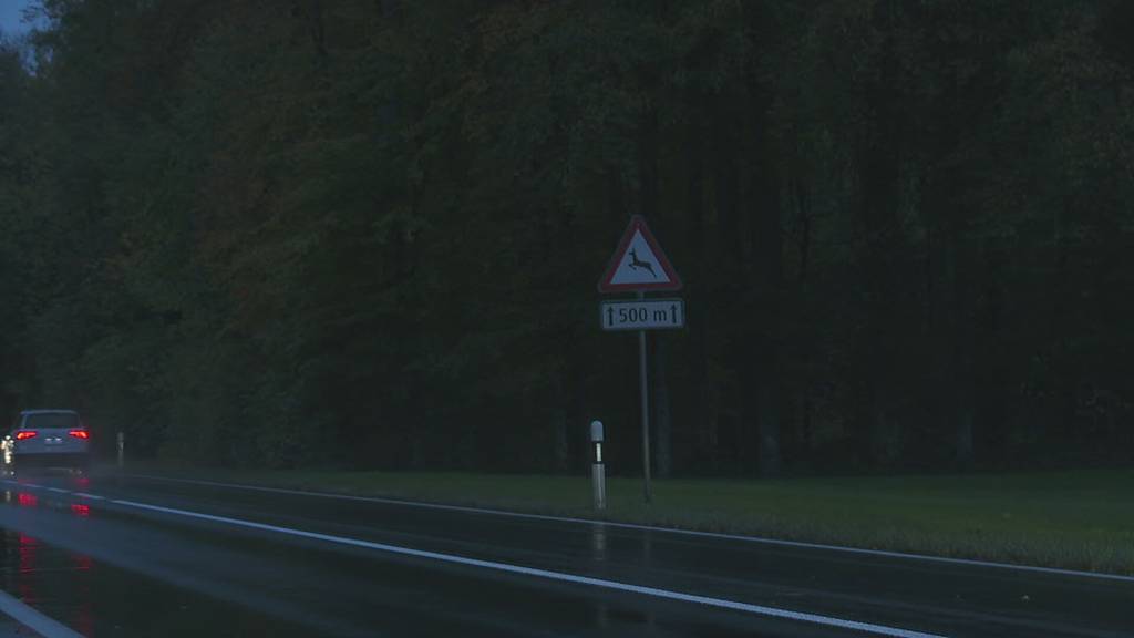 Reh angefahren? So verhält man sich richtig nach Wild-Unfällen