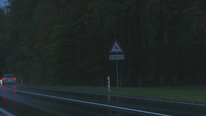 Reh angefahren? So verhält man sich richtig nach Wild-Unfällen