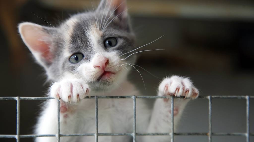 Die Katze wurde mit einem Messer verletzt, stranguliert und womöglich ertränkt.