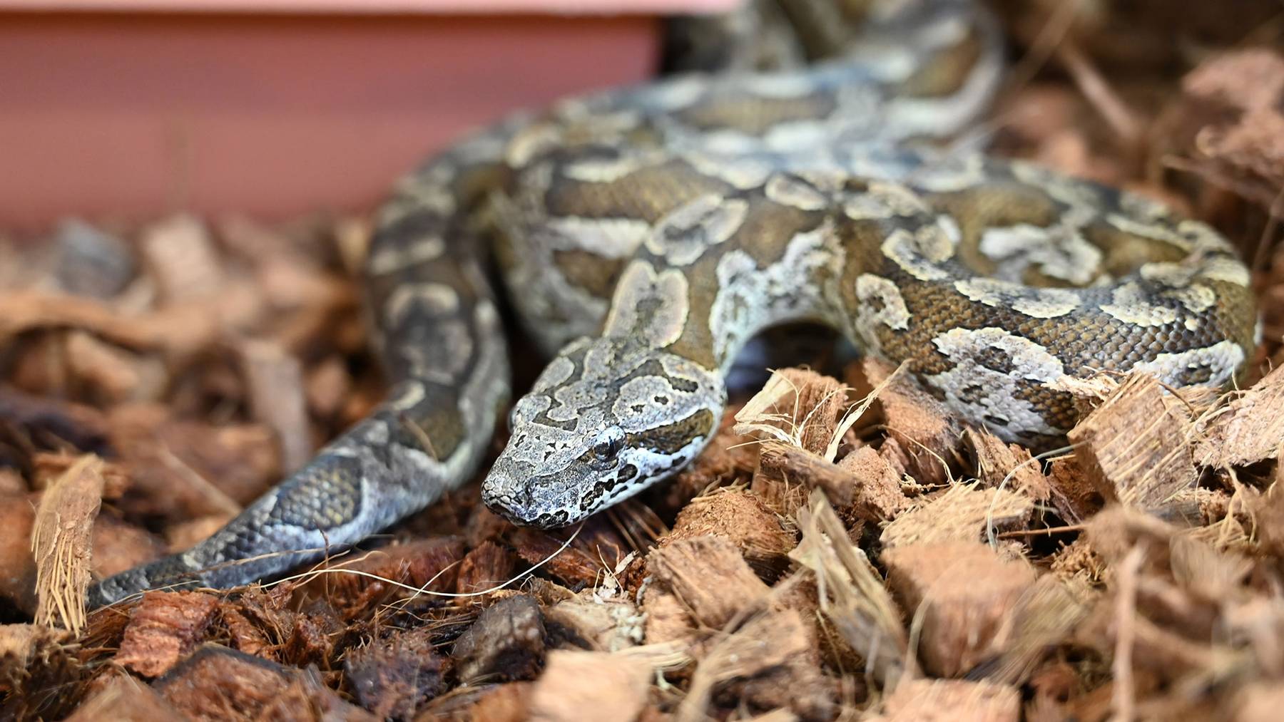 Madagaskar Boa - Jojo