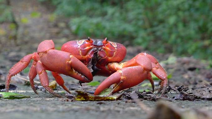 Der lange Marsch der Krabben von Christmas Island