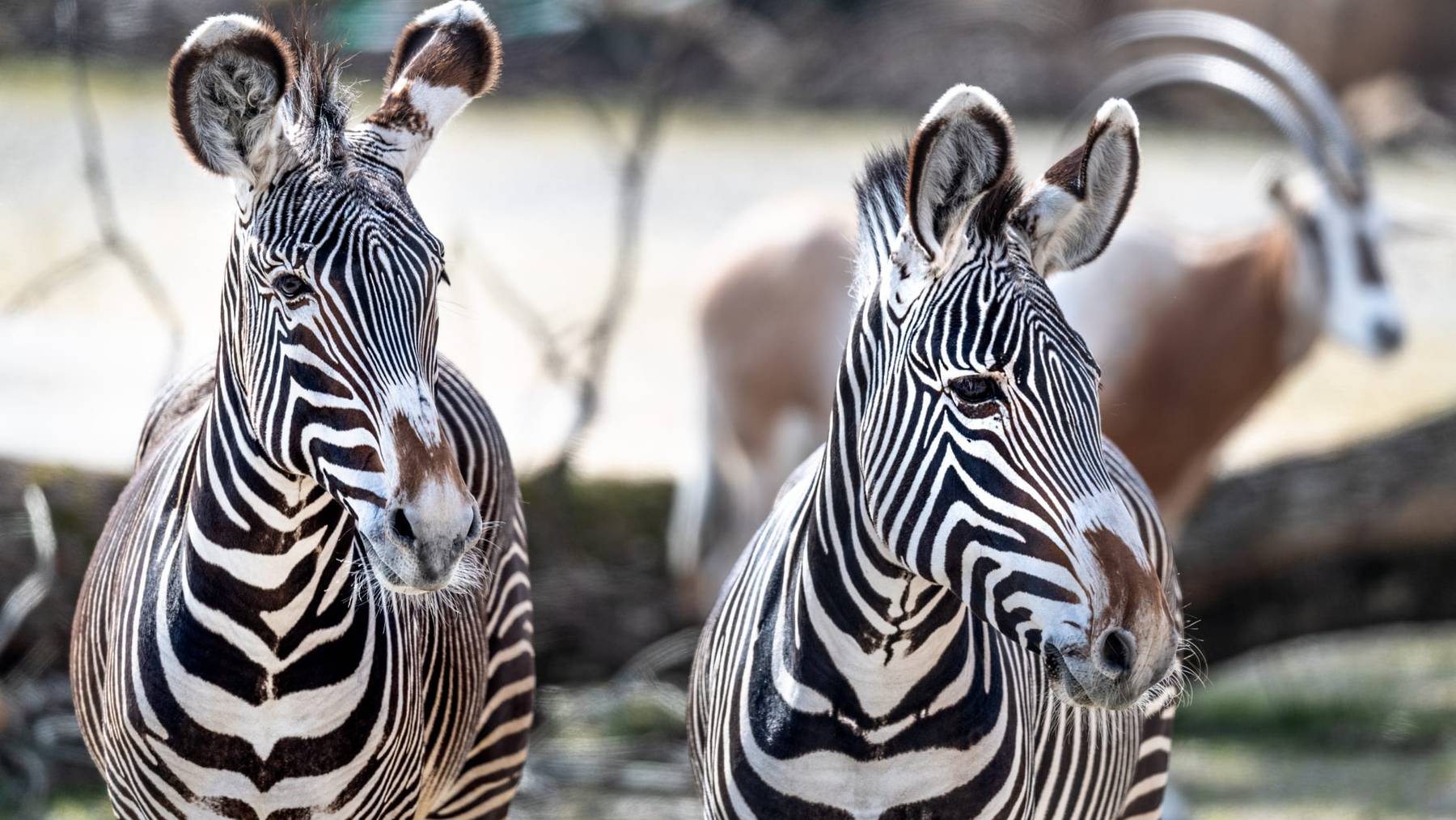 Das Grevyzebra ist das grösste der drei Zebra-Arten. Es hat runde Ohren und schlanke Streifen.