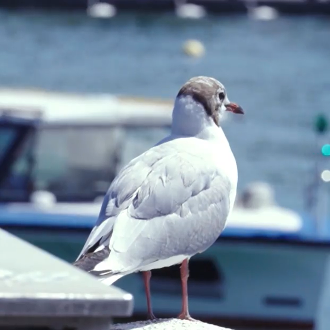 Riesige Mittelmeer-Möwen nisten auch in Zürich