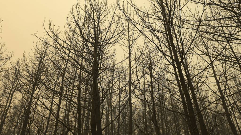 Verbrannte Bäume stehen während eines Waldbrandes in der nordöstlichen Region Evros. Foto: ---/e-evros.gr/AP/dpa