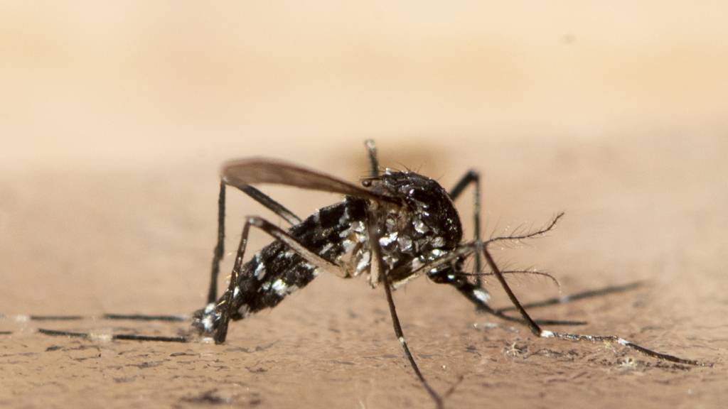 Die  Asiatischen Tigermücke, die das Dengue-Fieber überträgt, gibt es in der Schweiz bereits. (Archivbild)