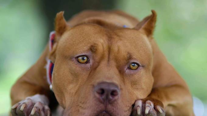 Obwaldner Parlament hält Beschlagnahmung von Hunden im Gesetz fest